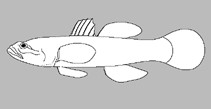 Eleotris senegalensis